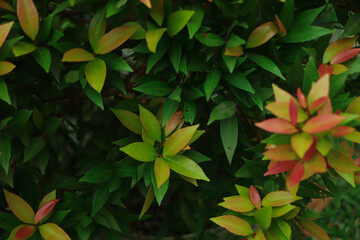 Fototapeta na wymiar Christina leaves(Syzygium australe), Red leaf with blurred background, Spring Summer bright garden, There is an empty space on the right side for add creative text.