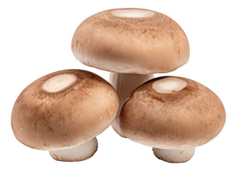 Three brown champignons or portobello mushrooms isolated.