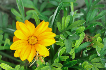Yellow gazania in the garden
