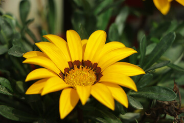 Yellow gazania flower in garden