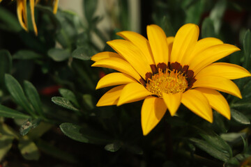 Gazania rigens (syn. G. splendens), sometimes called treasure flower, is a species of flowering plant in the family Asteraceae