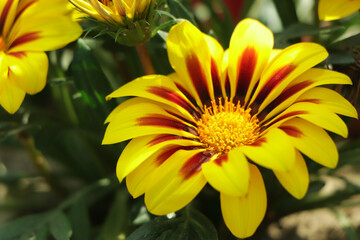 Gazania rigens (syn. G. splendens), sometimes called treasure flower, is a species of flowering plant in the family Asteraceae