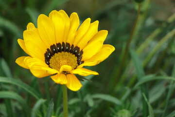 Yellow gazania flower with copy space