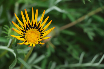 Gazanias (Treasure Flower or African Daisy) are showy tender perennials exhibiting brightly colored...
