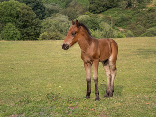 Dartmoor pony foal closeup with copyspace.