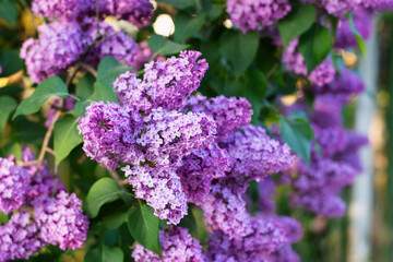 The lilac blossomed on the cherry tree. Beautiful background with flowers. - 623497954