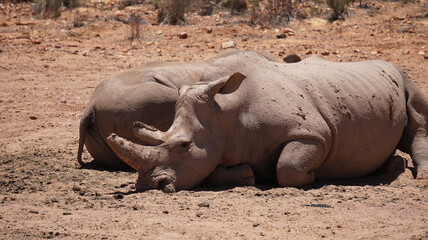 White rhino and calf sleeping in mud and sun South Africa African endanger big five animal