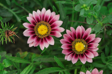 Background of pink gazania flower