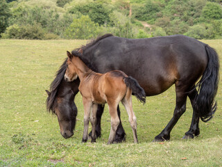 Naklejka na ściany i meble Dartmoor pony mare and foal closeup.