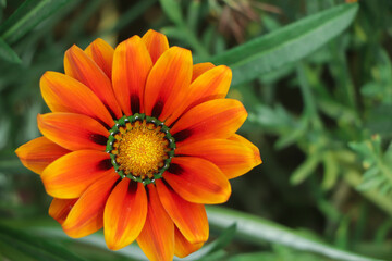 Bright yellow , pink, orange, cream multi-colored and red hardy gazania flowers in the family Asteraceae brighten up the street verges on a sunny spring afternoon .