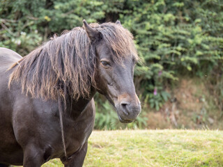 Dartmoor pony closeup portrait.