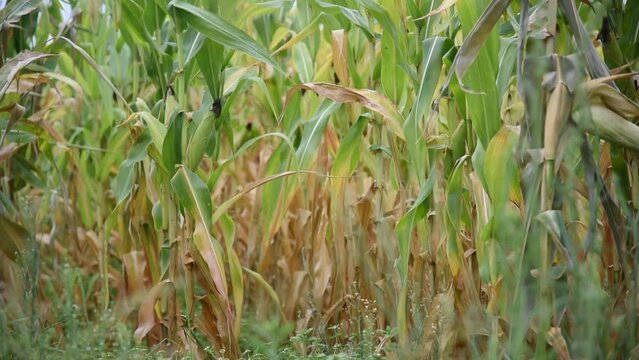 Corn plantation in grain filling phase -4