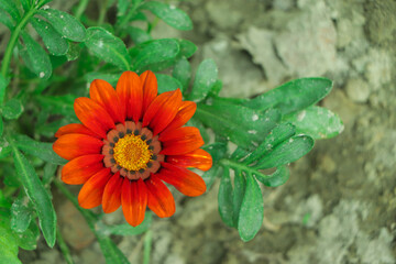 Gazanias (Treasure Flower or African Daisy) are showy tender perennials exhibiting brightly colored...