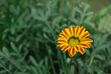 Flowers. Orange and red flowers beautiful of floral in natural with blur of fresh background. Flower garden. Gazania.