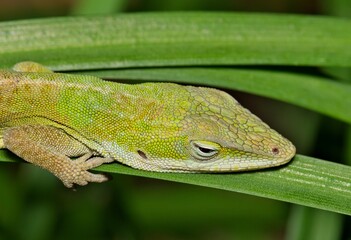 Green anole lizard (Anolis carolinensis) resting in tall grass during the night hours in Houston, TX. Head profile with selective focus.