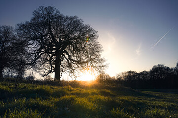 Fototapeta na wymiar Sunset in Hampstead Heath Park, London
