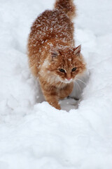 A yellow cat walks on white snow. winter bad weather - 623500916