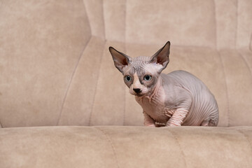 A little Canadian Sphynx kitten, 3 months old, sits on the couch and looks away.