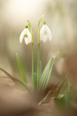 Fototapeta premium Closeup of many snowbells standing in the sunlight with a bokeh background in a forest at springtime