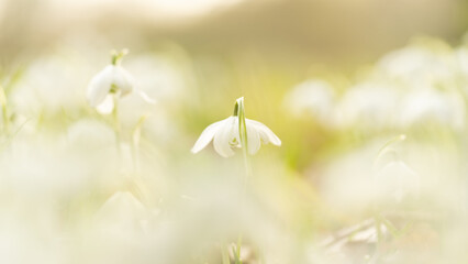 Closeup of many snowbells standing in the sunlight with a bokeh background in a forest at springtime