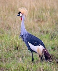 A single Secretary bird on the savannah in the Maasai Mara reserve