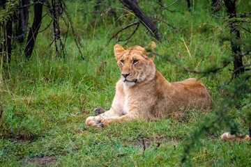 Obraz na płótnie Canvas An African lion resting after feeding on a kill