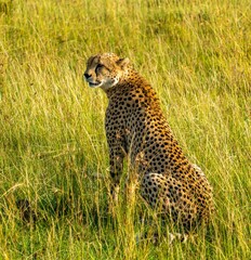Cheetah sitting in the long grass of the Maasai Mara reserve Kenya