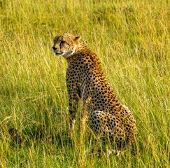 Cheetah sitting in the long grass of the Maasai Mara reserve Kenya