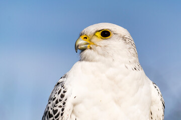 Falcon
