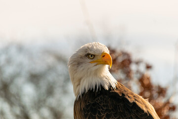 Eagle