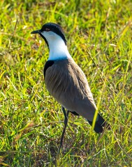 A spur-winged lapwing bird, a medium-large plover, in the Maasai Mara savannah, Kenya