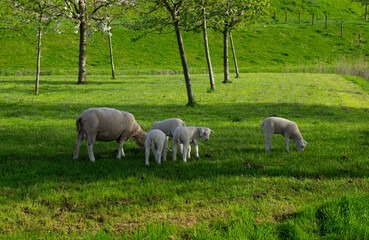 Obraz na płótnie Canvas sheep graze on a green meadow
