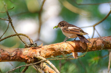 European pied flycatcher found green worms to be given to the kids during nesting season in summer. 