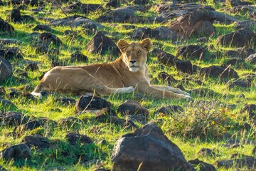An African lion resting after feeding on a kill