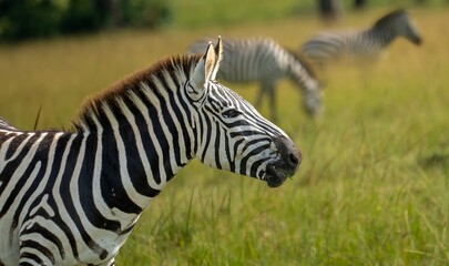 Fototapeta na wymiar closeup of a single zebra on the savannah in the Maasai Mara Kenya