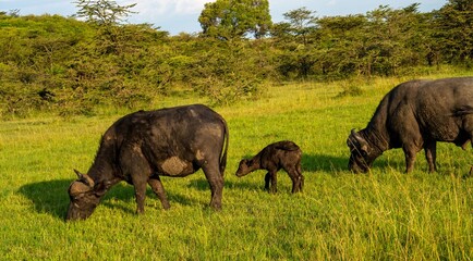 African cape buffalo pair with new-born -several hours old still wet-  calf, Maasai Mara reserve, Kenya
