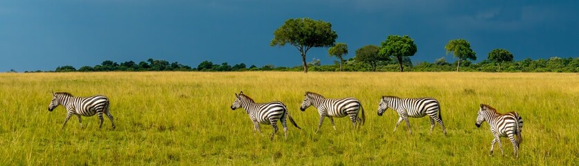 A herd of zebras on the savannah in the Maasi Mara, Kenya