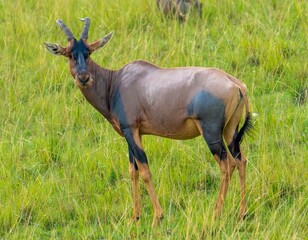 Antelope topi (Damaliscus lunatus jimela) in the Masai Mara National Park, Kenya