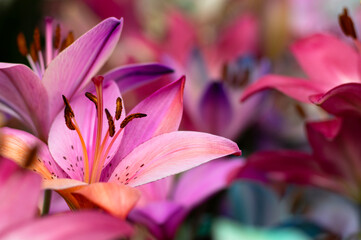 Multi-colored lily close-up