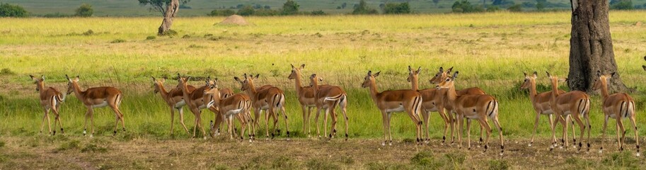 Naklejka na ściany i meble A panorama of a herd of impala antelope in the Maasai Mara, Kenya