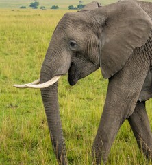 Elephant Closeup at Maasai Mara preserve