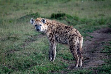 a spotted hyena, also known as the laughing hyenaon the Maasai Mara reserve, Kenya Africa
