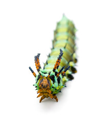 hickory horned devil - Citheronia regalis - larva caterpillar form of regal or royal walnut moth with bright green, orange, red blue and black colors. Isolated on white background front face view