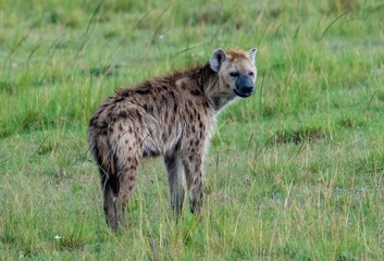 a spotted hyena, also known as the laughing hyenaon the Maasai Mara reserve, Kenya Africa