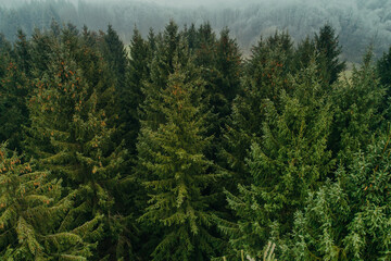 Aerial view of summer green trees in a forest in a rural settlement. Drone photography