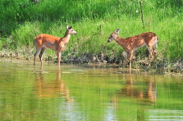 two white tail deer next to pond at city park