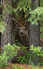 mule deer in the woods