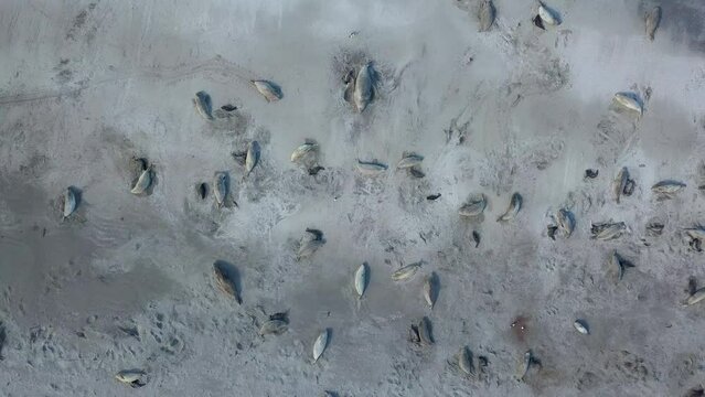 Vista a&eacute;rea de elefantes marinos y sus cr&iacute;as, pen&iacute;nsula de Valdes, Chubut, Patagonia Argentina.
