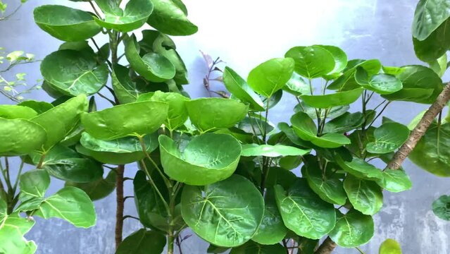 Closeup view of The Shield Aralia or Plum Aralia (Polyscias scutellaria) medicine plant.