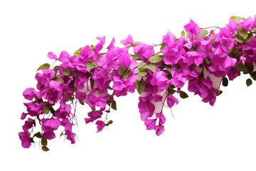 Purple Bougainvillea Tropical Flower Bush Climbing. Generative AI